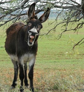 whole donkey